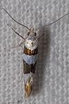 Argyresthia brockeella