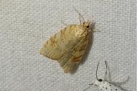 Aleimma loeflingiana