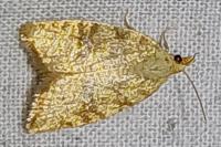 Aleimma loeflingiana