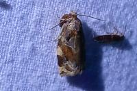 Archips xylosteana