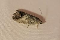 Cydia splendana