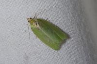 Tortrix viridana