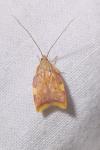 Carcina quercana