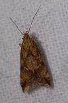 Brachmia blandella