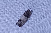 Spilonota ocellana