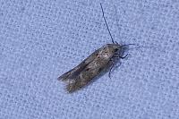 Mompha epilobiella
