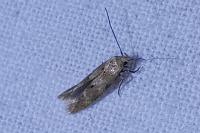 Mompha epilobiella