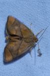 Apoda limacodes