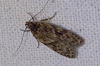 Gelechia muscosella
