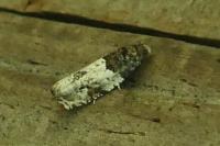 Gypsonoma dealbana