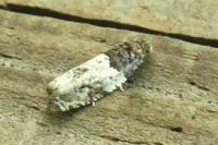 Gypsonoma dealbana