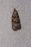 Cnephasia