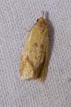 Agapeta hamana