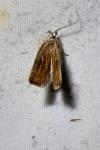 Agonopterix nervosa