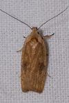 Agonopterix nervosa