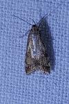 Brachmia blandella