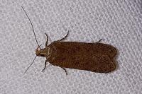 Bryotropha terrella