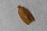 Clepsis consimilana
