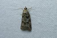 Cnephasia