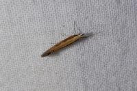 Plutella xylostella