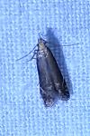 Monochroa cytisella