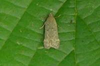 Anacampsis blattariella/populella