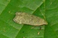 Anacampsis blattariella/populella