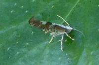 Argyresthia pruniella