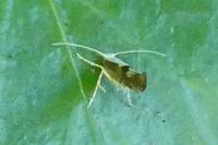 Argyresthia pruniella