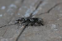 Zeiraphera isertana