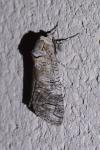 Cossus cossus