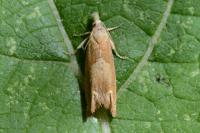 Eucosma conterminana