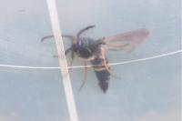 Paranthrene tabaniformis