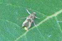 Oinophila v-flavum