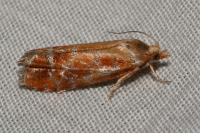Rhyacionia