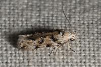 Recurvaria nanella