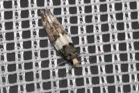 Recurvaria leucatella