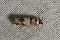 Epinotia thapsiana