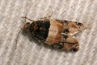 Lobesia bicinctana
