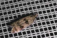Mirificarma maculatella