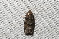 Cnephasia