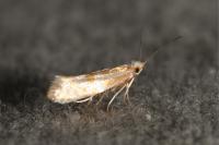 Argyresthia