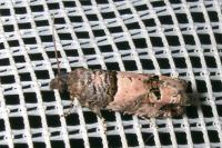 Notocelia incarnatana