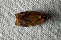 Ditula angustiorana