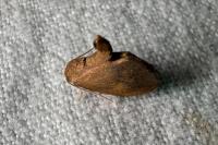 Heterogenea asella
