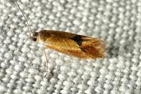 Batia lunaris