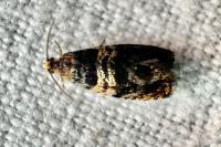 Celypha aurofasciana