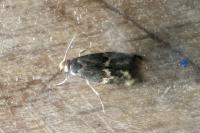 Oinophila v-flavum
