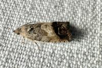 Cydia splendana