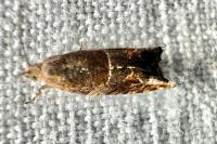 Epinotia tenerana